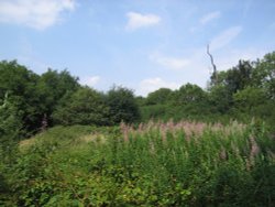 Shotover Country Park. Wallpaper