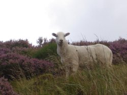 Llanberis, North Wales. Wallpaper