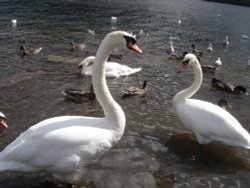 Swans on the lake, Llanberis, North Wales. Wallpaper