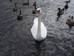 Swans on the lake, Llanberis, North Wales. Wallpaper