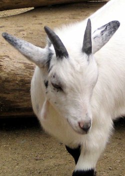 Twycross Zoo, Leicestershire. Pet's Corner Goat