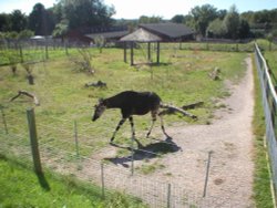 Okapi at Marwell Zoo, Hants Wallpaper