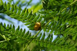 Snail found under fern leaves in Rendlesham Forest. Suffolk, July 2006 Wallpaper