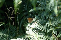 A 'Meadow Brown' butterfly, Rendlesham Forest. Suffolk, July 2006 Wallpaper