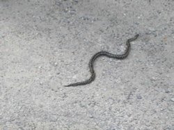 Adder, Boscastle, Cornwall Wallpaper