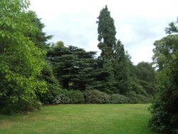 Greenery at Cannon Hall Country Park near Barnsley Wallpaper