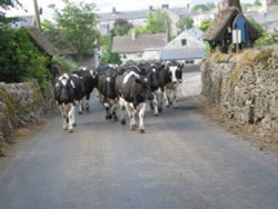 Cows returning to the fields after milking. Great Longstone, Derbyshire Wallpaper