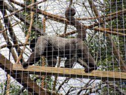 Looe Monkey Sanctuary, Cornwall.April 2005 Wallpaper