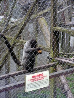 Looe Monkey Sanctuary, Cornwall. April 2005