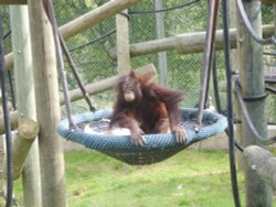 hsiao-ning the orangutan at monkey world, dorset Wallpaper