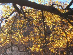 Beech tree in autumn. Coniston, Cumbria Wallpaper