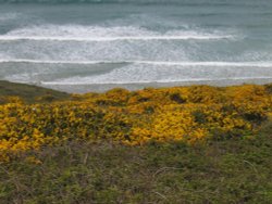 St Agnes Head, Cornwall Wallpaper