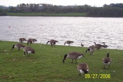 Pugneys Park (with Canadian Geese) near Wakefield, West Yorkshire. Wallpaper