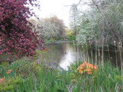 London - St. James park in springtime. Wallpaper