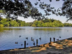 Hartsholme Park Lake, Lincoln Wallpaper