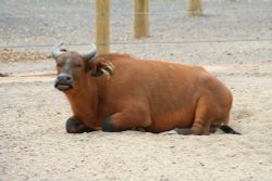 Congo Buffalo, Marwell Zoo, Hampshire Wallpaper