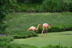 Flamingo, Marwell Zoo, Hampshire Wallpaper