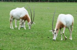 Oryx, Marwell Zoo, Hampshire Wallpaper