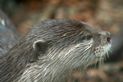 Otter, Marwell Zoo, Hampshire