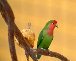 Parakeet, Marwell Zoo, Hampshire Wallpaper