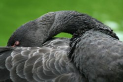 Black Swan, Marwell Zoo, Hampshire Wallpaper