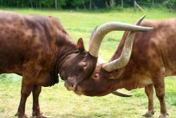 Ankole Cattle, Marwell Zoo, Hampshire Wallpaper