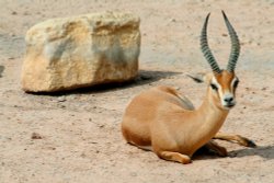 Gazelle, Marwell Zoo, Hampshire Wallpaper