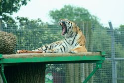 Tiger, Marwell Zoo, Hampshire Wallpaper