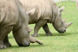 Rhino, Marwell Zoo, Hampshire Wallpaper