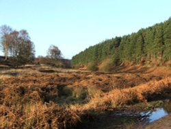 Pathway from White House car park.  Penkridge Road Cannock Chase. Wallpaper