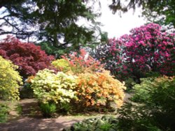 The Azalea Gardens at Wentworth Castle Gardens in Barnsley. Wallpaper