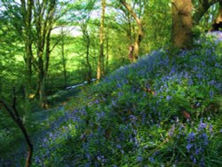 Bluebells in Apedale Woods near Newcastle, Staffordshire Wallpaper