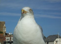 Tame seagulls on Broadstairs pier, Kent Wallpaper