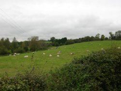 Pasture land at Radclive, Bucks Wallpaper