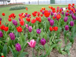 Tulips in spring time, Exmouth, Devon. Wallpaper