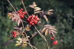 Fall Berries at Craigside, England