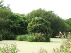 A Grey Heron on a bush at Watermead Country Park, Thurmaston near Leicester Wallpaper