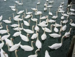 Swans in Littlehampton Wallpaper