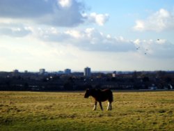 Overlooking Town centre, Harlow Common, Essex. Wallpaper