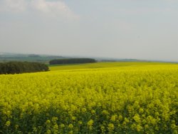 Photo taken on Beacon Hill near Morpeth.