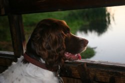 WATCHING THE BIRDIE 
In hide on Sprotbrough Flash 
DONCASTER 
SOUTH YORKSHIRE