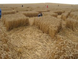 Crop Circle. August 2006, near Avebury. Wallpaper