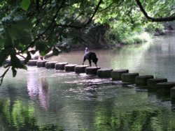 Dog stepping across the River Mole via the Stepping Stones in Dorking, Surrey