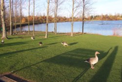 Willen Lake, Milton Keynes, Buckinghamshire. Wallpaper