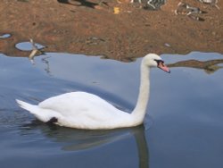 Mute Swan - Grand Union Canal. Alperton, Greater London Wallpaper