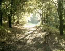 Worden Park, Leyland Wallpaper