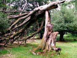 The Old Fella.
The New Forest, Hampshire Wallpaper