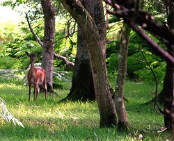 A deer in the New Forest, Hampshire Wallpaper