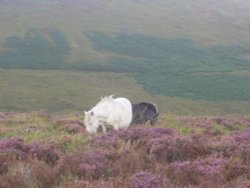 Mare and young colt on Dartmoor, Devon Wallpaper