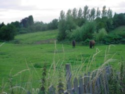 Horses at Hannington, Northamptonhshire Wallpaper